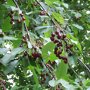 Prunus avium